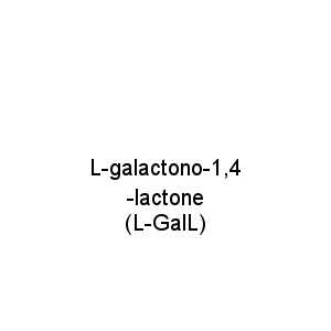 L-galactono-1,4-lactone (L-GalL)